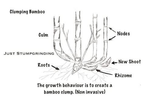 Bamboo Removal - Should you DIY or call a professional