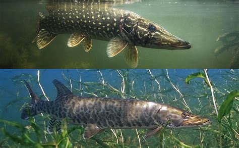 Muskie vs Pike: An Angler's Guide | Outdoor Life