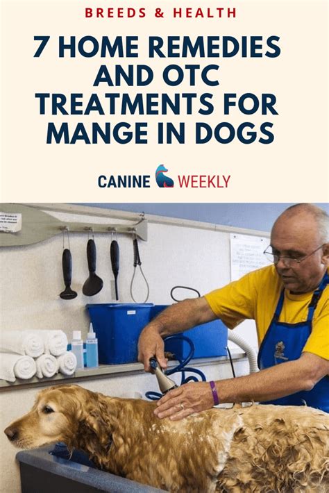 7 Easy Home Remedies and OTC Treatments for Mange in Dogs - Mange can ...