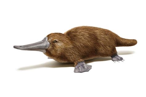 How platypus milk could help battle the global superbug threat