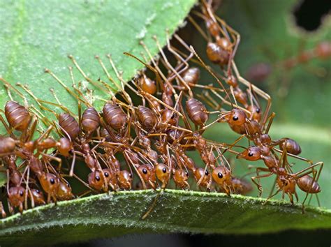 Weaver ants use their bodies to hold leafs in place whilst other ants ...