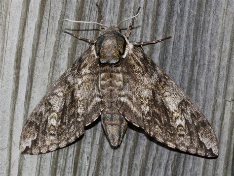 Waved Sphinx Moth (Ceratomia undulosa) - Moth Identification