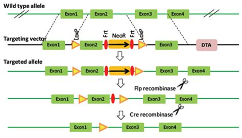 Conditional Knock-Out Mice Model | Knock-Out Targeting | BioCytogen