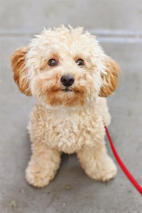 College Prep: Teddy | Toy poodle haircut, Poodle puppy, Cute dogs