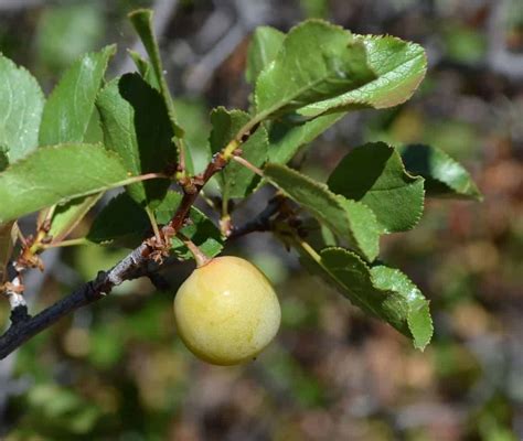 23 Top Types of Plum Trees - ProGardenTips