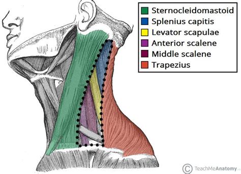 the muscles are labeled in different colors and shapes, including the ...