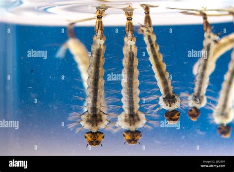 Asian tiger mosquito larvae in water alive, Aedes albopictus. Exotic ...