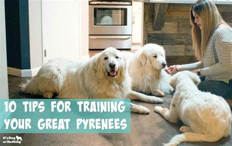 10 Tips for Training a Great Pyrenees | Great pyrenees, Dog training ...