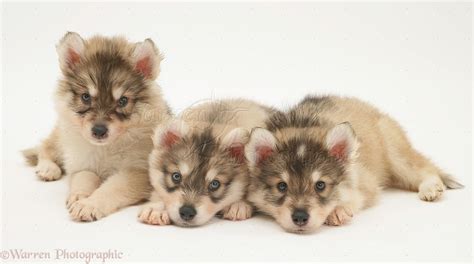 Dogs: Utonagan puppies photo - WP13083