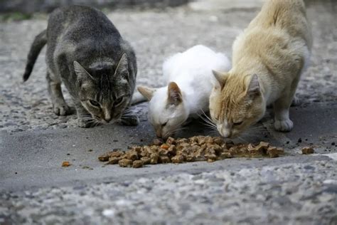 Feral Cats In Australia Causing Havoc To Biodiversity - Cool Wood ...