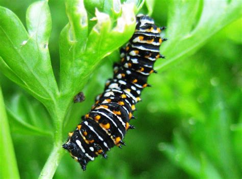 Black Swallowtail Caterpillar | A Round Rock Garden