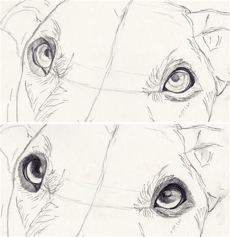 How to Draw Dog Eyes That Look Amazingly Realistic | Craftsy