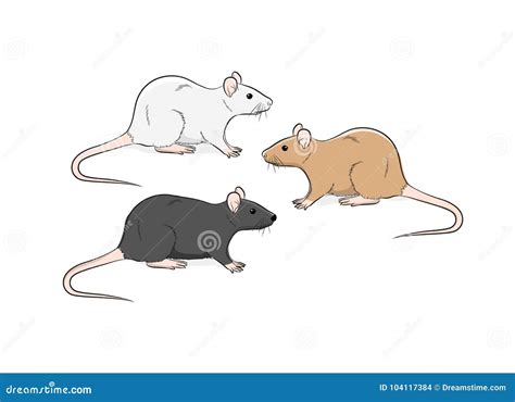 Wild Rat Vector Illustration Stock Vector - Illustration of black ...