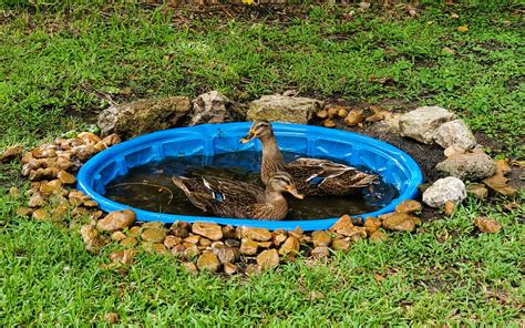 Everything You Need to Know for a DIY Duck Pond