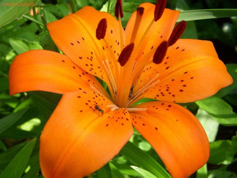 10 Top Pictures Of Tiger Lilies FULL HD 1080p For PC Desktop | Tiger ...