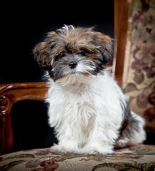 55+ Shorkie Full Grown Shih Tzu Yorkie Mix - l2sanpiero