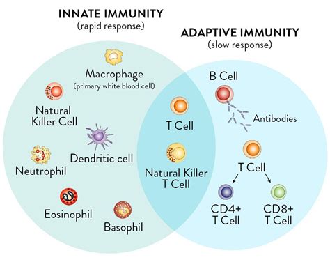 How the Immune System Works | RawlsMD