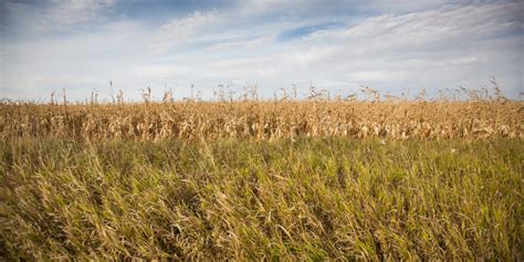 What Are the Great Plains and How Are They Being Protected?