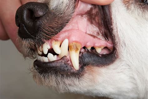 What Causes Dog Gingivitis