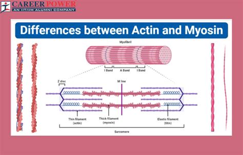 Difference Between Actin and Myosin