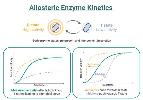 Allosteric Inhibition: Mechanism, Cooperativity, Examples