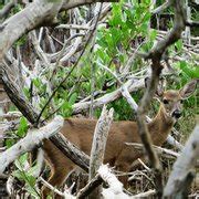 National Key Deer Refuge - Big Pine Key, FL, United States. Deer in the ...