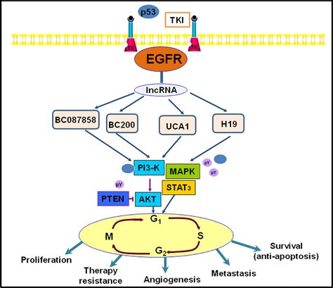 Figure 3 from Epidermal growth factor receptor (EGFR): A rising star in ...