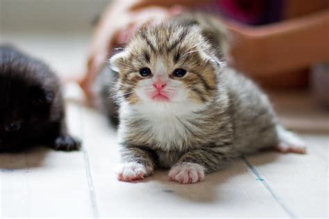 tiny kitten, cat | Cute Animals | Pinterest