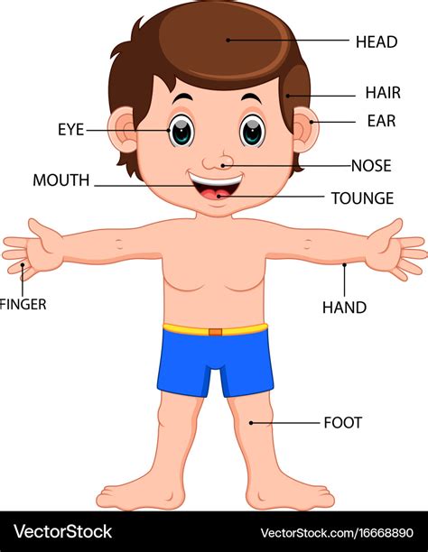 Body Parts Diagram / Human body diagram | Healthiack - haran-somehsa