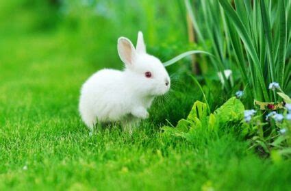 How To Take Care of Baby Bunnies — Rabbit Care Tips