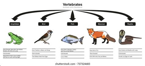 Invertebrates Animals Classification Characteristics Infographic ...