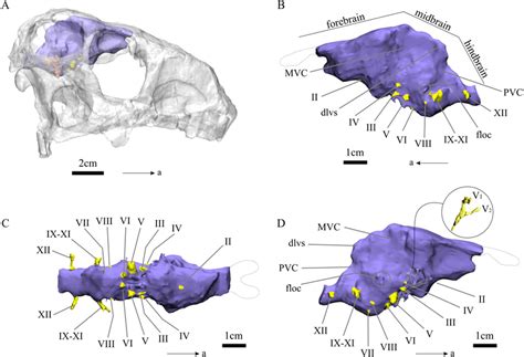 Digital endocast of N. engaeus (PVL 5698). (A) Endocast and right ...