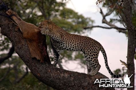 HUNTING Leopard | AfricaHunting.com