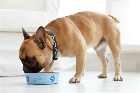 How To Choose a Dry Dog Food | Sundays for Dogs