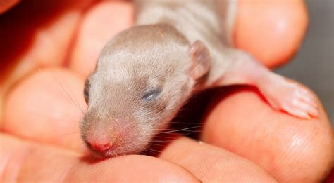 When Can Baby Rats SAFELY Wean, Leave Mother, and Go Home?