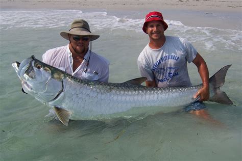 Boca Grande Tarpon Fishing Charters & Guide with Absolute Florida Flats ...