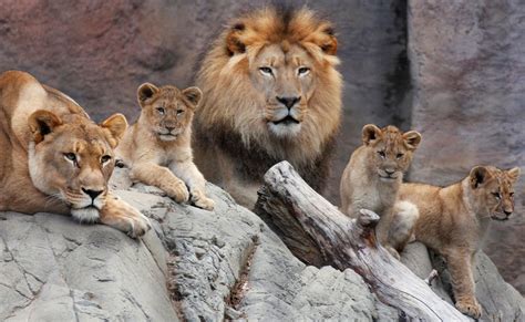 African Lion Cubs - The Sacramento Zoo | Sacramento zoo, Lion family ...