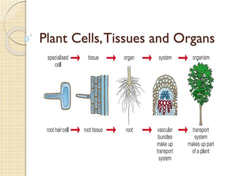 PPT - Plant Cells, Tissues and Organs PowerPoint Presentation, free ...