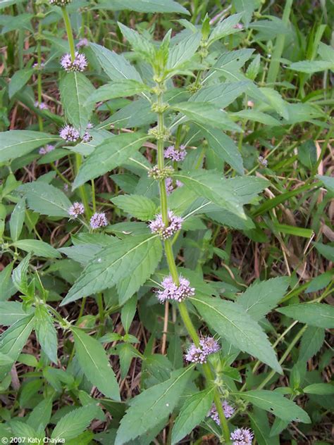 Mentha arvensis (Wild Mint): Minnesota Wildflowers