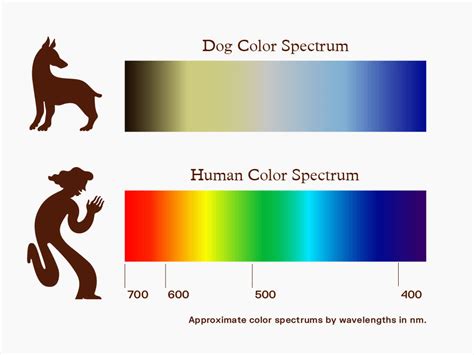 What Colors Can Dogs See? · The Wildest