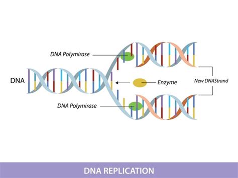 40+ Dna Replication Simple Diagram - ZeekZabeen