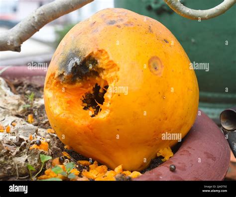 Rat teeth marks hi-res stock photography and images - Alamy