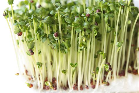 DiCicco Broccoli Organic Microgreen Seeds – Hometown Seeds