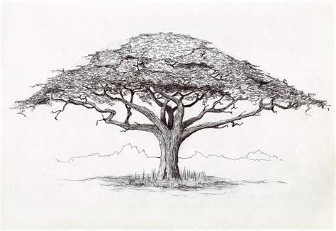 Acacia tree Ballpoint pen drawing | Disegno arte, Arte, Disegni