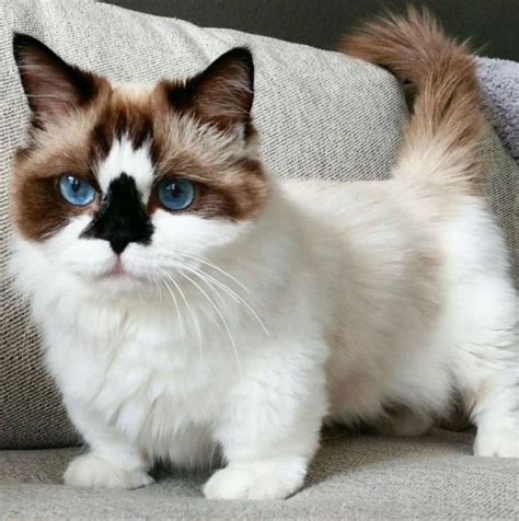 Ragdoll Scottish Fold Cat Breeds - Pets Lovers