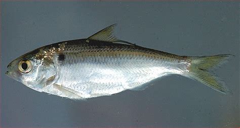 Fish Identification: Threadfin Herring/Shad/Sardine