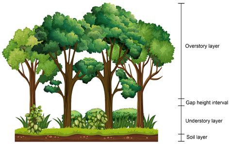 Understory Trees