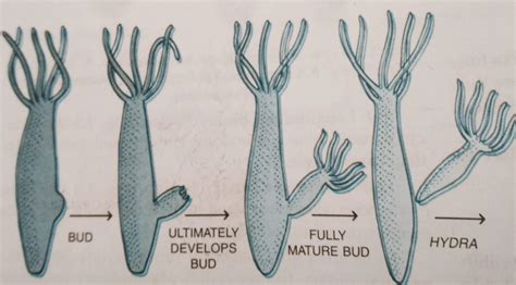 Budding in Hydra, Yeast and Spongilla with diagram - Biologysir