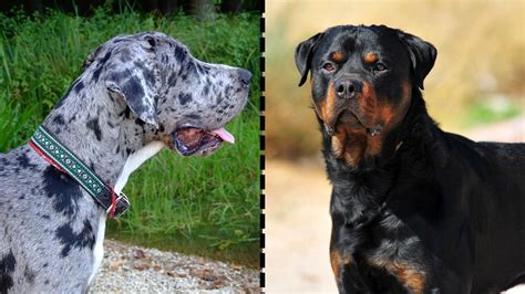 Great Dane Rottweiler Mix (AKA Weiler Dane): Breed Profile