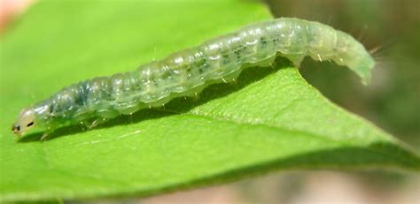 Caterpillar/Sawfly leaf roller? - BugGuide.Net